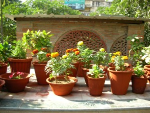 Flowers in the garden