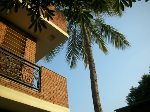 coconut-tree-Magpie Villa